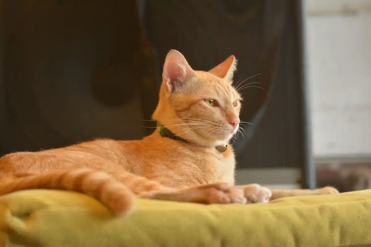 Pourquoi adopter un chat roux : les 10 raisons qui vont vous faire craquer !